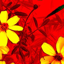 攻击网站服务器